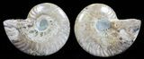 Polished Ammonite Pair - Agatized #56292-1